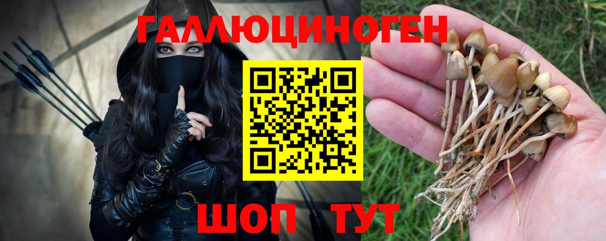 Котовск  Псилоцибиновые грибы Psilocybine cubensis  Вход с VPN 